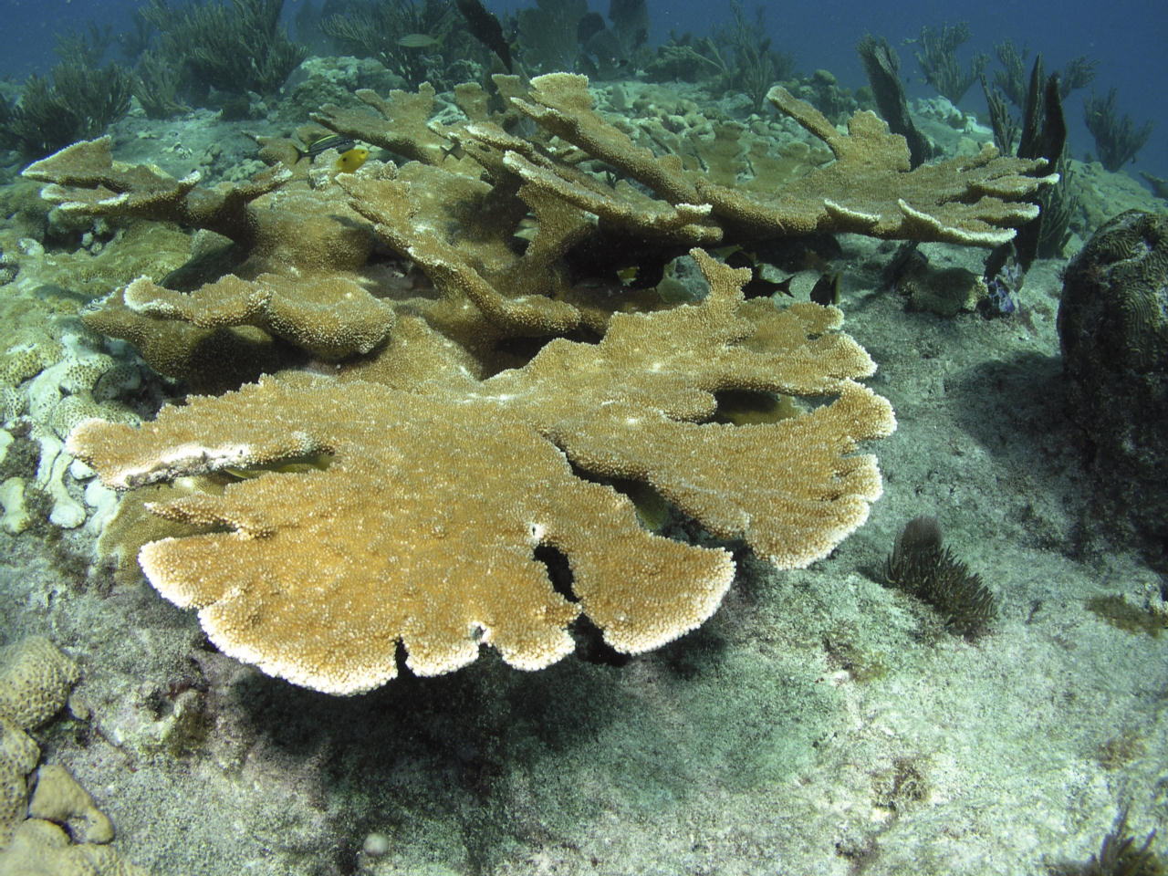 Acropora palmata